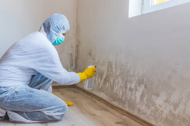 Licensed Black Mold Removal service in West Point, NY - WQB Mold Removal