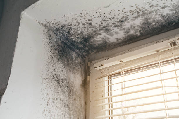 Affordable Black Mold Removal solutions in West Point, NY